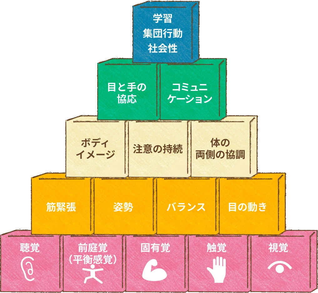基礎感覚（聴覚・前庭覚・固有覚・触覚・視覚）を土台に、姿勢や注意・コミュニケーションが育ち、学習・集団行動・社会性へとつながる発達のピラミッド図